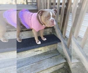 American Bully-Bulldog Mix Puppy for sale in PARKVILLE, MD, USA