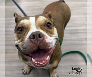 Free-Lance Bulldog Dogs for adoption in Washington, DC, USA