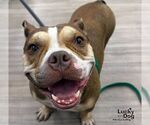Small Free-Lance Bulldog