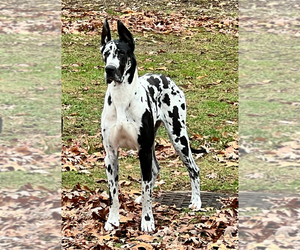 Father of the Great Dane puppies born on 05/10/2024