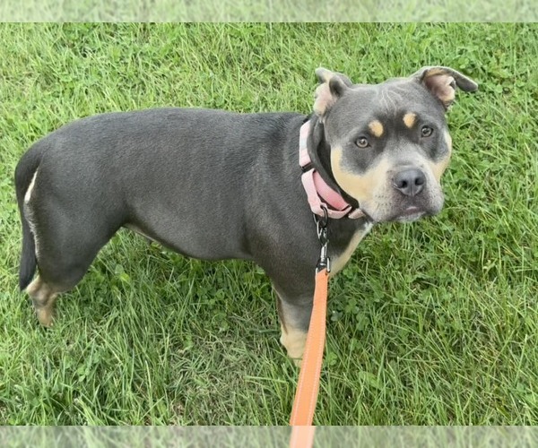 Medium Photo #3 American Pit Bull Terrier-Unknown Mix Puppy For Sale in Millersville, MD, USA