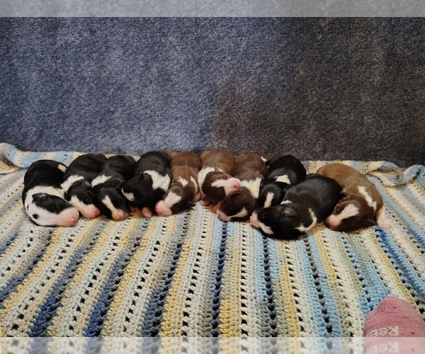 Medium Photo #1 Border Collie Puppy For Sale in NORBORNE, MO, USA
