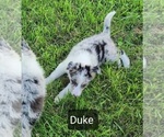 Small Photo #2 Border Collie Puppy For Sale in BLAKESBURG, IA, USA