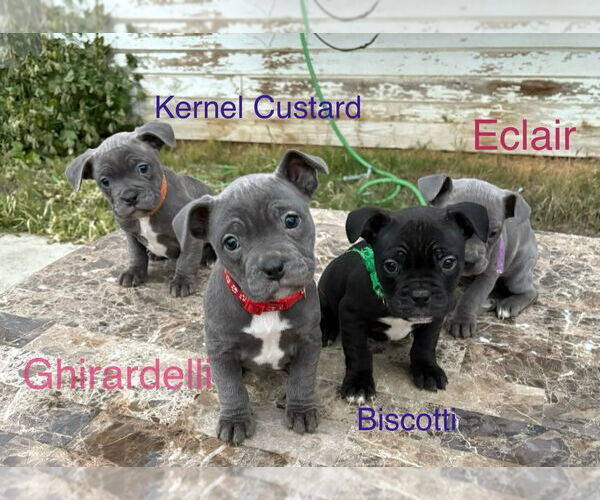 Medium Photo #1 French Bulldog-Unknown Mix Puppy For Sale in Turlock, CA, USA