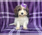 Small #7 ShihPoo