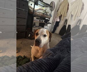 American Pit Bull Terrier Dogs for adoption in Woodland, CA, USA