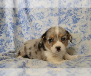 Pembroke Welsh Corgi Puppy for sale in SHILOH, OH, USA