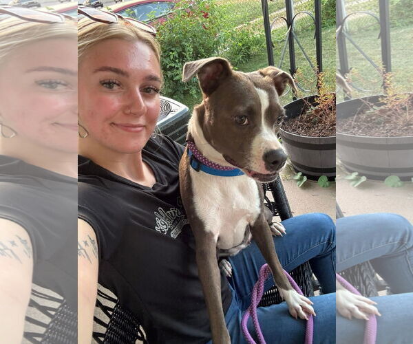 Medium Photo #2 Mutt Puppy For Sale in Germantown, OH, USA