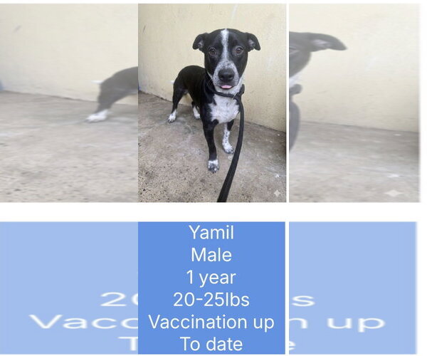 Medium Photo #1 Pointer-Whippet Mix Puppy For Sale in Virginia Beach, VA, USA