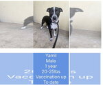 Small Pointer-Whippet Mix