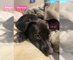 Small #2 Labrador Retriever Mix