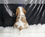 Small #5 Cavalier King Charles Spaniel