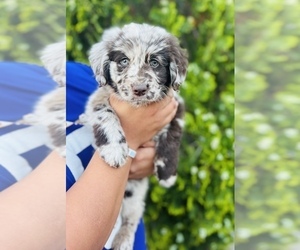 Newfypoo Puppy for sale in COOLIDGE, AZ, USA