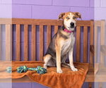 **CLEA** - Female Labrador Retriever-Unknown Mix Dog for Adoption - Small photo