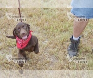 Labrador Retriever Puppy for sale in SANGER, TX, USA