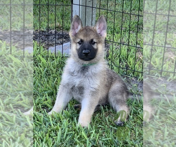Medium Photo #35 German Shepherd Dog Puppy For Sale in ROSHARON, TX, USA