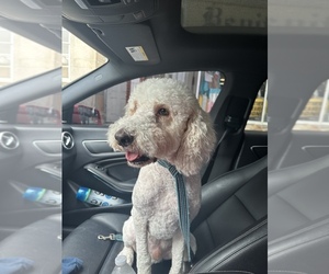 Poodle (Standard) Puppy for sale in MATTESON, IL, USA