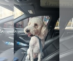 Small Poodle (Standard)