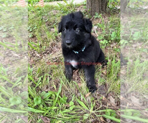 Medium Photo #8 German Shepherd Dog Puppy For Sale in PIEDMONT, MO, USA