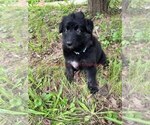 Small #7 German Shepherd Dog