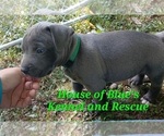 Small Photo #9 American Pit Bull Terrier Puppy For Sale in DELAWARE, OH, USA