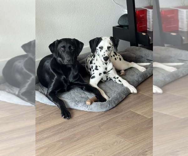 Medium Photo #1 Dalmatian-Labrador Retriever Mix Puppy For Sale in ANTIOCH, CA, USA