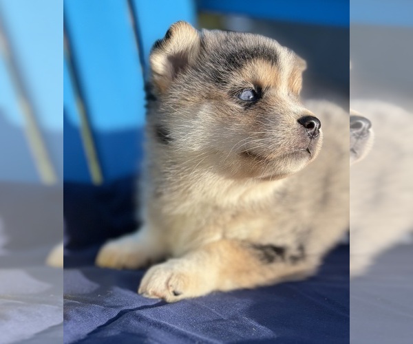 Medium Photo #1 Pomsky Puppy For Sale in BATTLE CREEK, MI, USA