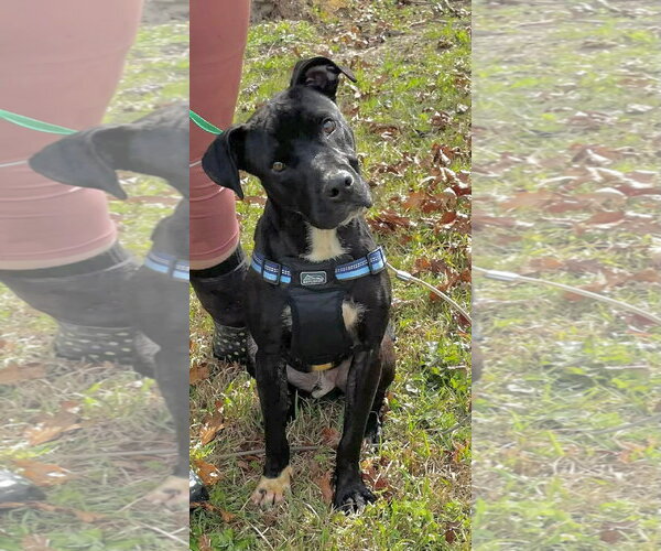 Medium Photo #1 Mutt Puppy For Sale in Rockaway, NJ, USA