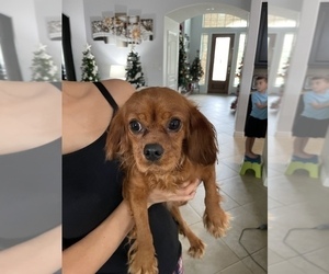 Cavalier King Charles Spaniel Puppy for sale in CONROE, TX, USA