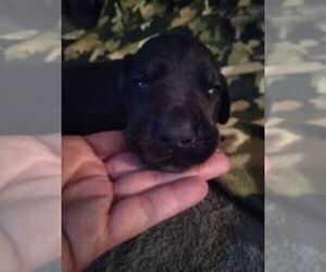 Great Dane Puppy for sale in SEVIERVILLE, TN, USA