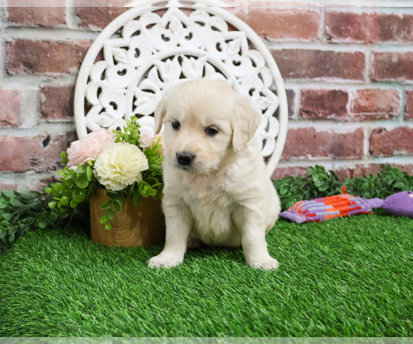 Medium Photo #3 English Cream Golden Retriever Puppy For Sale in SYRACUSE, IN, USA
