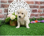 Small #2 English Cream Golden Retriever