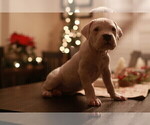Small Photo #26 Dogo Argentino Puppy For Sale in MODESTO, CA, USA