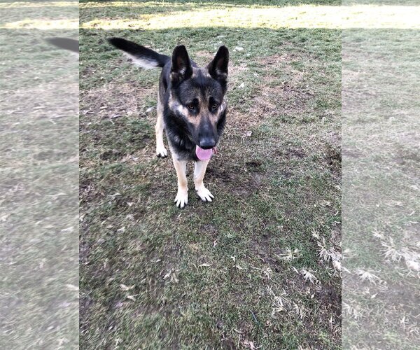 Medium Photo #4 German Shepherd Dog Puppy For Sale in Thomasville, NC, USA