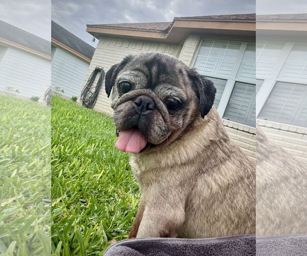 Medium Photo #2 Pug Puppy For Sale in Dumont, NJ, USA