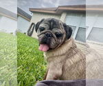 Small #1 Pug