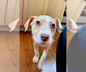 Mutt Dogs for adoption in Germantown, OH, USA