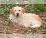 Small #4 Mutt