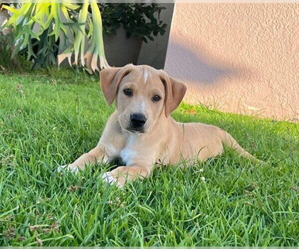Medium Photo #1 Labrador Retriever-Unknown Mix Puppy For Sale in Jefferson, NJ, USA