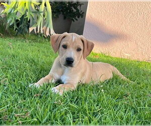 Labrador Retriever-Unknown Mix Dogs for adoption in Jefferson, NJ, USA