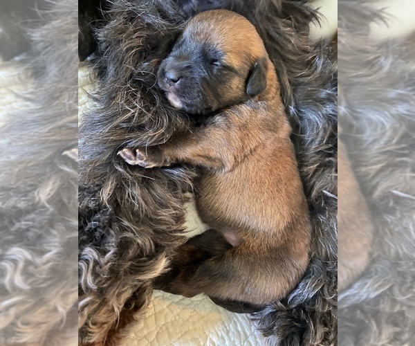 Medium Photo #8 Saint Berdoodle-Saint Bernard Mix Puppy For Sale in BEAVER FALLS, PA, USA