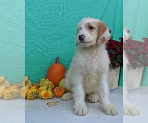 Miniature Bernedoodle Puppy for sale in FREDERICKSBG, OH, USA