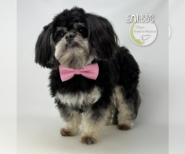 Medium Photo #2 Shih Tzu Puppy For Sale in Benton, LA, USA