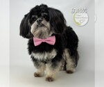 Small #1 Shih Tzu
