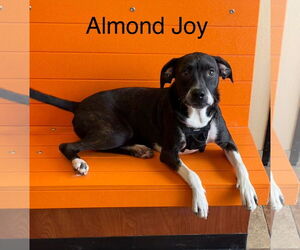 Boston Terrier-Unknown Mix Dogs for adoption in Topeka, KS, USA