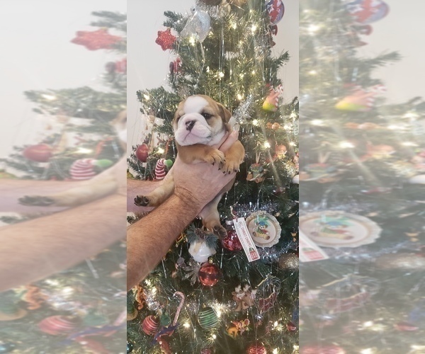 Medium Photo #3 Bulldog Puppy For Sale in GRIFFIN, GA, USA