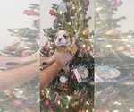 Small Photo #3 Bulldog Puppy For Sale in GRIFFIN, GA, USA