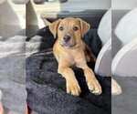 Small #2 Golden Retriever Mix