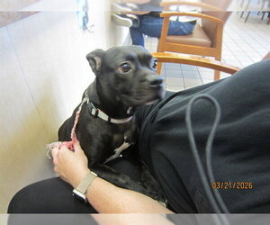 American Pit Bull Terrier Dogs for adoption in Ocala, FL, USA