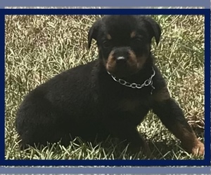 Rottweiler Puppy for sale in CONWAY, SC, USA